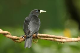 Kacykowiec szkarłatnorzytny - Cacicus uropygialis - Scarlet-rumped Cacique