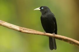 Kacykowiec szkarłatnorzytny - Cacicus uropygialis - Scarlet-rumped Cacique