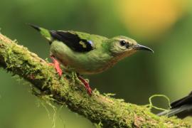 Błękitniczek czerwononogi - Cyanerpes cyaneus - Red-legged Honeycreeper