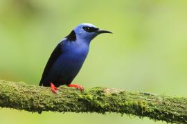 Błękitniczek czerwononogi - Cyanerpes cyaneus - Red-legged Honeycreeper