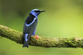 Błękitniczek czerwononogi - Cyanerpes cyaneus - Red-legged Honeycreeper