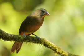 Ziarnołusk płowogardły - Saltator maximus - Buff-throated Saltator
