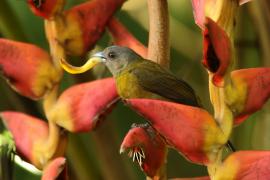 Tapiranga szkarłatno-czarna - Ramphocelus passerinii - Passerini's Tanager