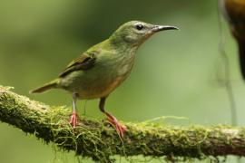 Błękitniczek czerwononogi - Cyanerpes cyaneus - Red-legged Honeycreeper