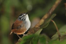 Stokowczyk białopierśny - Henicorhina leucosticta - White-breasted Wood Wren