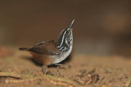 Stokowczyk białopierśny - Henicorhina leucosticta - White-breasted Wood Wren