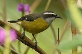 Cukrzyk bananowy- Coereba flaveola - Bananaquit