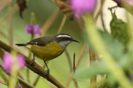 Cukrzyk bananowy- Coereba flaveola - Bananaquit