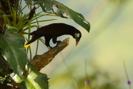 Kacykowiec aztecki - Psarocolius montezuma - Montezuma Oropendola