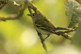 Lasówka rdzawoboczna - Setophaga pensylvanica - Chestnut-sided Warbler