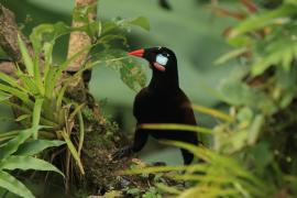Kacykowiec aztecki - Psarocolius montezuma - Montezuma Oropendola