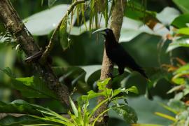 Kacykowiec grubodzioby - Psarocolius wagler - Chestnut-headed Oropendola