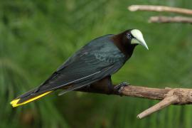 Kacykowiec grubodzioby - Psarocolius wagler - Chestnut-headed Oropendola