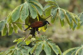 Kacykowiec aztecki - Psarocolius montezuma - Montezuma Oropendola