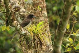 Brązowronka - Psilorhinus morio - Brown Jay