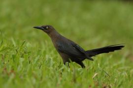 Wilgowron meksykański - Quiscalus mexicanus - Great-tailed Grackle