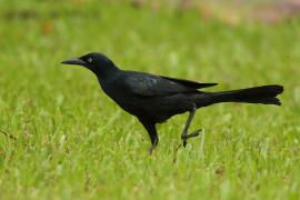 Wilgowron meksykański - Quiscalus mexicanus - Great-tailed Grackle