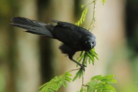 Wilgowron meksykański - Quiscalus mexicanus - Great-tailed Grackle
