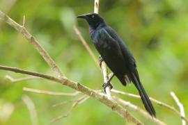 Wilgowron meksykański - Quiscalus mexicanus - Great-tailed Grackle