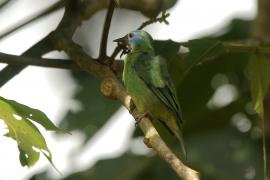 Cukrownik niebieski - Dacnis cayana - Blue Dacnis