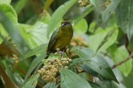 Organka zielonkawa - Euphonia gouldi - Olive-backed Euphonia
