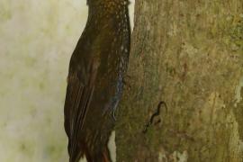 Mieczonos ciemnogłowy - Xiphorhynchus erythropygius - Spotted Woodcreeper