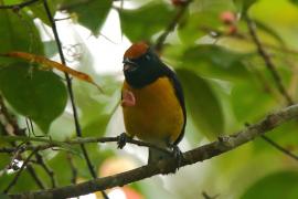Organka białorzytna - Euphonia minuta - White-vented Euphonia