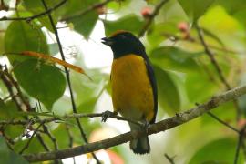 Organka białorzytna - Euphonia minuta - White-vented Euphonia