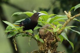 Kacykowiec grubodzioby - Psarocolius wagler - Chestnut-headed Oropendola
