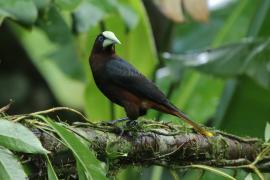 Kacykowiec grubodzioby - Psarocolius wagler - Chestnut-headed Oropendola