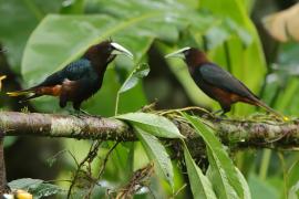 Kacykowiec grubodzioby - Psarocolius wagler - Chestnut-headed Oropendola