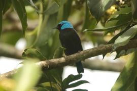 Cukrownik modrolicy - Dacnis venusta - Scarlet-thighed Dacnis