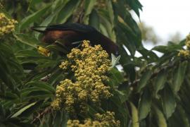 Kacykowiec grubodzioby - Psarocolius wagler - Chestnut-headed Oropendola
