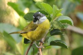 Zieleniec białobrewy - Chlorospingus pileatus - Sooty-capped Bush-Tanager