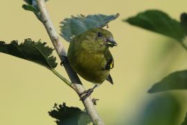 Czyż żółtobrzuchy - Spinus xanthogastrus - Yellow-bellied Siskin