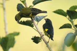 Czyż żółtobrzuchy - Spinus xanthogastrus - Yellow-bellied Siskin