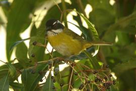 Zieleniec białobrewy - Chlorospingus pileatus - Sooty-capped Bush-Tanager