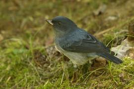 Haczykodziobek śniady - Diglossa plumbea - Slaty Flowerpiercer