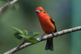 Piranga ognista - Piranga bidentata - Flame-colored Tanager
