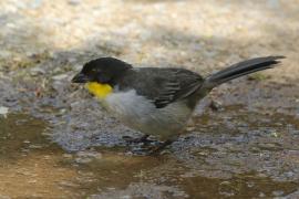 Zaroślak białołbisty - Atlapetes albinucha - White-naped Brush Finch