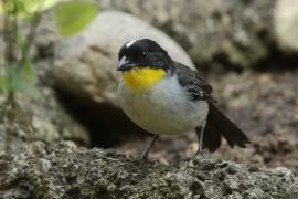 Zaroślak białołbisty - Atlapetes albinucha - White-naped Brush Finch