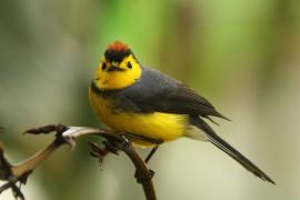 Pleszówka przepasana - Myioborus torquatus - Collared Redstart