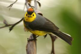 Pleszówka przepasana - Myioborus torquatus - Collared Redstart