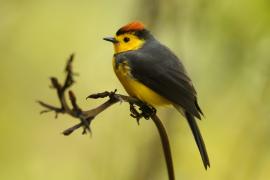 Pleszówka przepasana - Myioborus torquatus - Collared Redstart