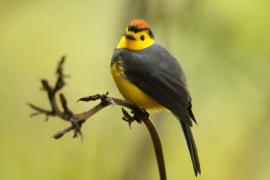 Pleszówka przepasana - Myioborus torquatus - Collared Redstart