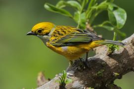 Tangarka cytrynowa - Tangara icterocephala - Silver-throated Tanager