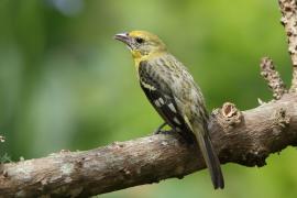 Piranga ognista - Piranga bidentata - Flame-colored Tanager