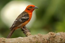Piranga ognista - Piranga bidentata - Flame-colored Tanager