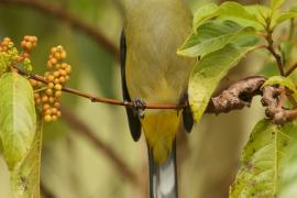 Jedwabniczka długosterna - Ptiliogonys caudatus - Long-tailed Silky-flycatche