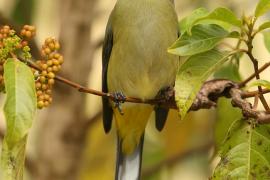 Jedwabniczka długosterna - Ptiliogonys caudatus - Long-tailed Silky-flycatche